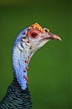 Ocellated Turkeyborder=